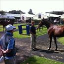 Looking at the Easter yearlings